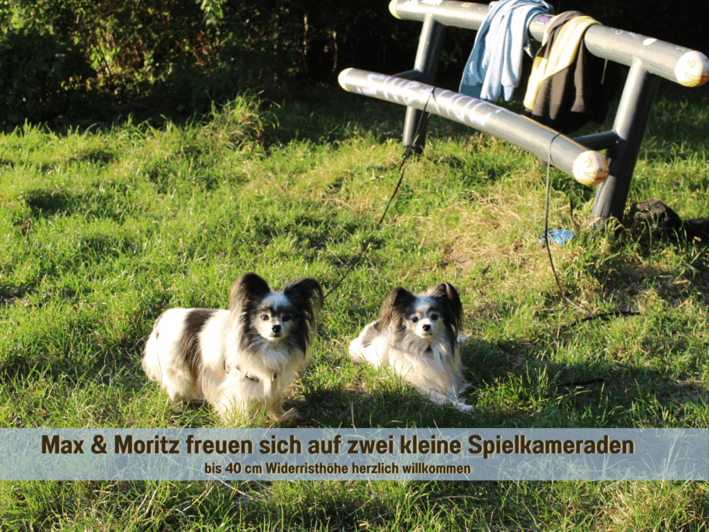 Max und Moritz sitzen auf der Wiese nahe des Plauer Sees und blicken neugierig in die Kamera. Im Wohlfühlparadies Max & Moritz sind bis zu zwei Hunde bis 40 cm Widerristhöhe herzlich willkommen – unsere tierischen Gastgeber freuen sich auf neue Spielkameraden.